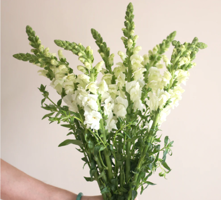 Snap Dragons