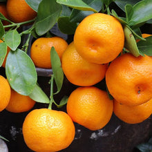 Load image into Gallery viewer, Tangerines

